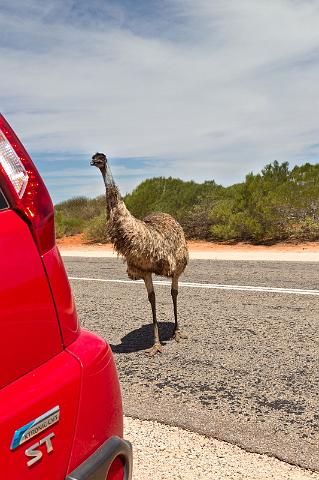 058 Shark Bay, monkey mia, emoe.jpg